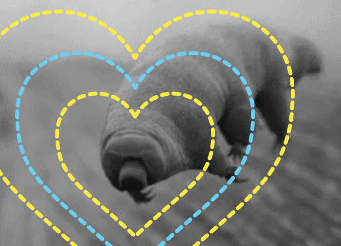 Tardigrades for President