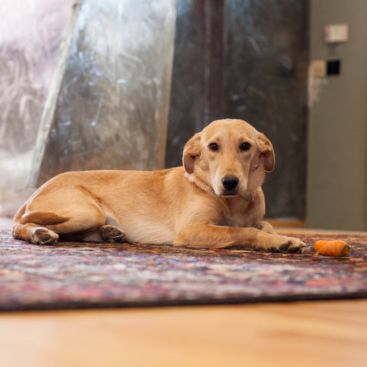 Meet Lotti